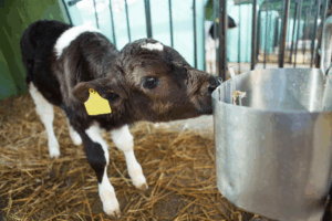 mejorar el bienestar animal en tu granja